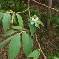 Muntingia calabura L.